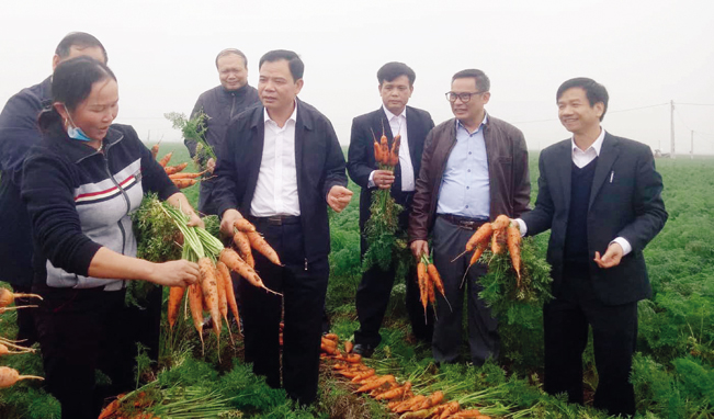 Bộ trưởng Bộ NN&PTNT Nguyễn Xuân Cường thăm vùng trồng cà rốt của nông dân Đức Chính và bày tỏ sự phấn khởi khi cây cà rốt vụ đông ở đây đã được phát triển thành vùng hàng hóa rộng lớn, giá trị thu nhập cao gấp nhiều lần so với cây lúa.