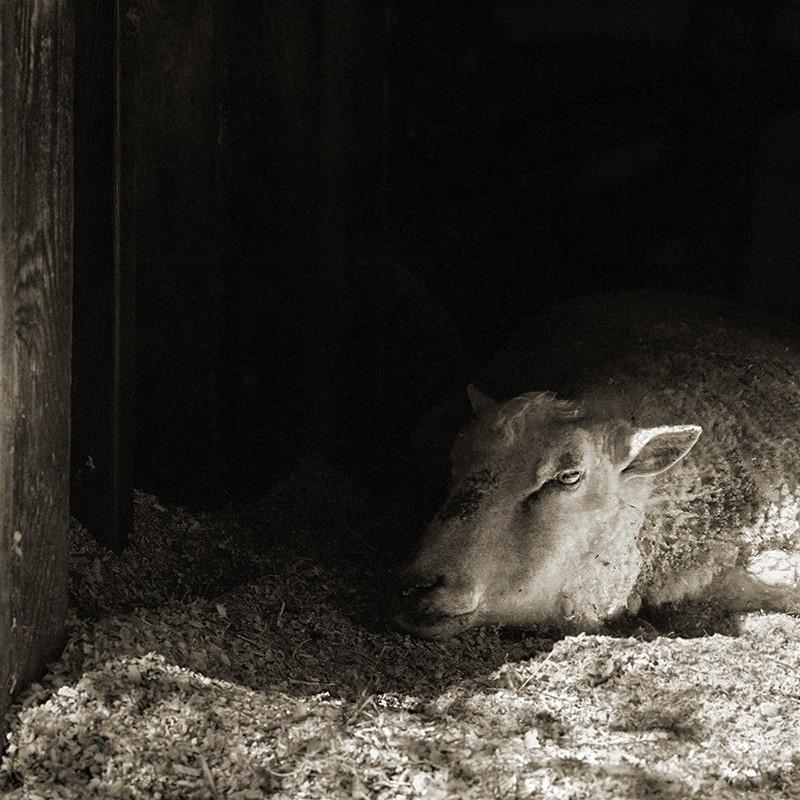 Con bò tên Finn được chụp hình năm 12 tuổi. Ảnh: Isa Leshko.