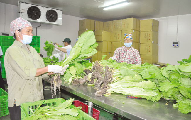 Sản phẩm từ mô hình nông nghiệp thông minh cuả anh Cường đang được người tiêu dùng trong và ngoài tỉnh Thái Nguyên biết đến và mua nhiều.