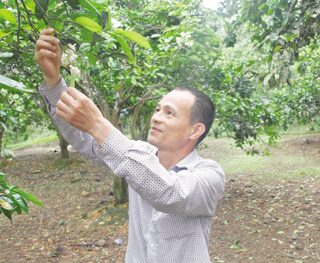 Anh Nguyễn Quang Huy kiểm tra bưởi Diễn ra hoa.