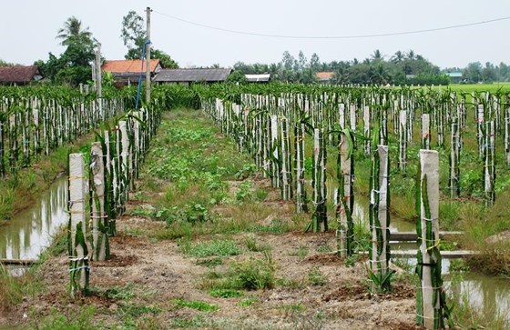 Thanh long cũng là cây mà nhiều nông dân ĐBSCL chọn để chuyển đổi, bởi hiệu quả cao.