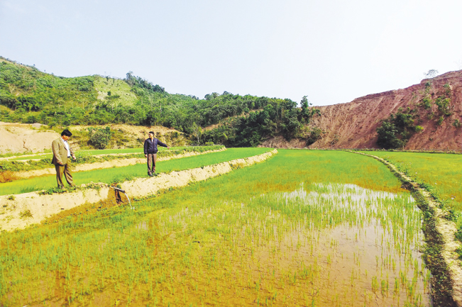 Nhiều diện tích ruộng, trước đây người dân bỏ hoang, đến nay đã quay lại cấy lúa 2 vụ, đảm bảo an ninh lương thực.