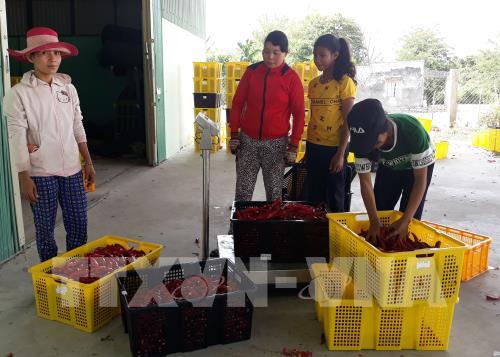 Người trồng ớt yên tâm vì đầu ra có HTX dịch vụ Tầm Ngân (xã Lâm Sơn, huyện Ninh Sơn) đứng ra thu mua. Ảnh: Nguyễn Thành – TTXVN