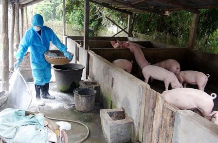 Tổ chức Nông lương của Liên hợp quốc (FAO) khuyến cáo người chăn nuôi vệ sinh tiêu độc, khử trùng chuồng trại, áp dụng biện pháp chăn nuôi an toàn sinh học để bảo vệ đàn lợn. (Nguồn:tienphong.vn)