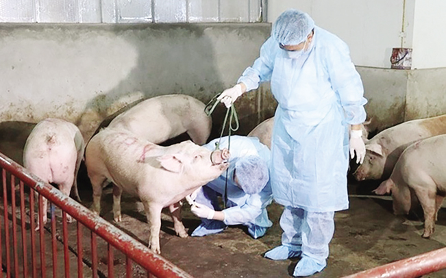 Dịch tả lợn châu Phi sẽ được đưa vào danh mục bệnh động vật trên cạn phải công bố dịch.