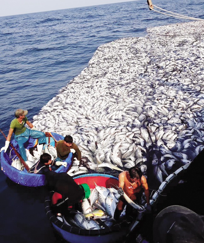 Một góc mẻ cá lịch sử 120 tấn của ngư dân Lê Văn Viện. Lê Văn Viện