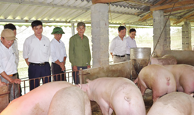 Mô hình nuôi lợn an toàn sinh học ở xã Cấn Hữu, huyện Quốc Oai, Hà Nội.