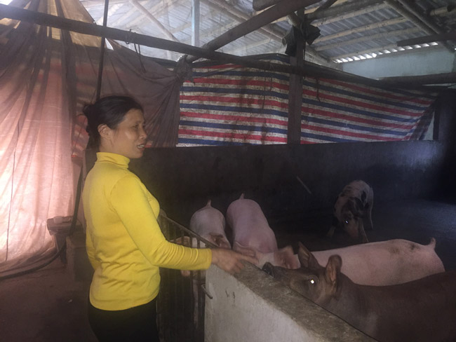 Chẳng còn thiết tha với nuôi lợn nữa, giá xuống thấp, không đủ chi phí cám bã nên chị Lê Thị Chinh chỉ còn duy trì chưa đầy chục con lợn trong trang trại của mình