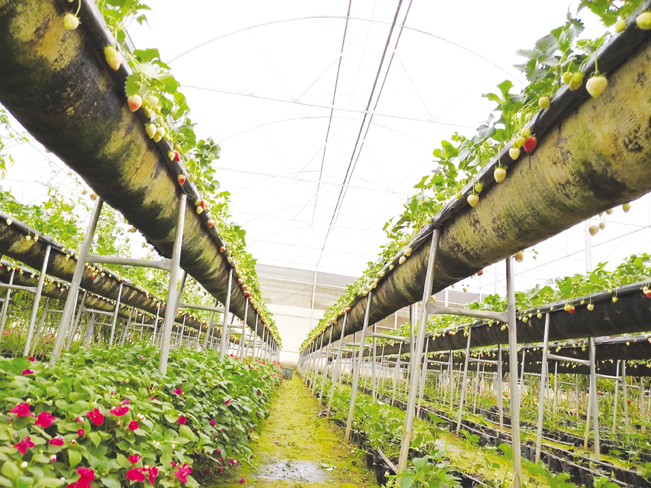 .Khu vực trồng dâu tây áp dụng công nghệ mới tại Cao Bằng đang cho hiệu quả kinh tế rất cao.