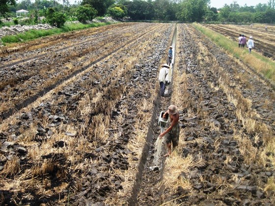 Thu hoạch xong vụ đông xuân 2019, nhiều nông dân ĐBSCL chuyển đổi đất lúa kém hiệu quả sang trồng các loại cây khác.