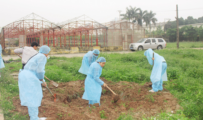 Thực hiện thao tác lấp hố chôn lợn bị dịch.