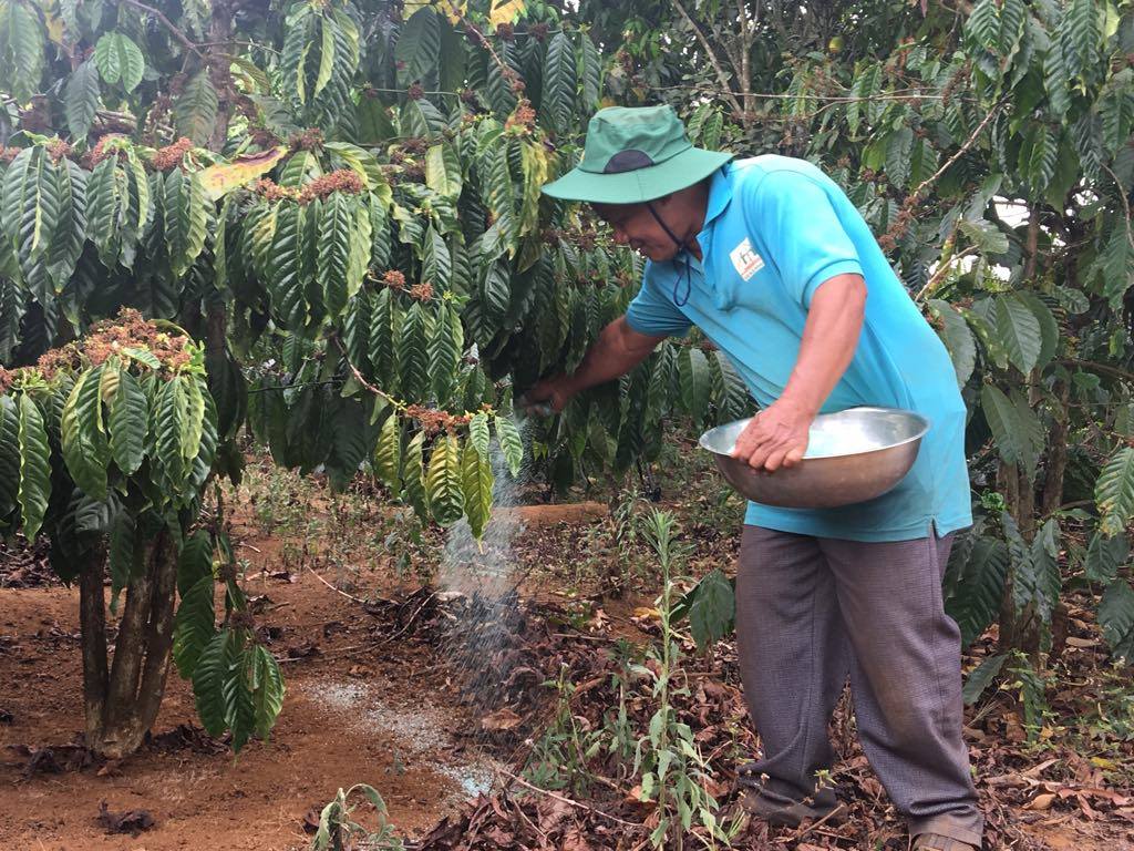 Theo các chuyên gia, sản lượng cà phê Việt Nam sẽ giảm mỗi năm khoảng 300 ngàn tấn trong 5-10 năm tới theo kế hoạch tái canh của Bộ NN&PTNT. Ảnh: Phụng Anh