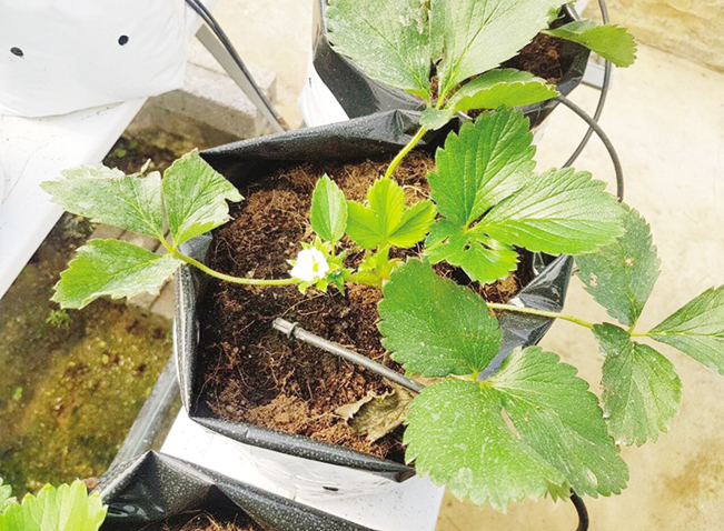 Sản phẩm dâu tây trồng trên kệ hiện đại áp dụng nhiều công nghệ mới tại nhà vườn của Thu Trà.