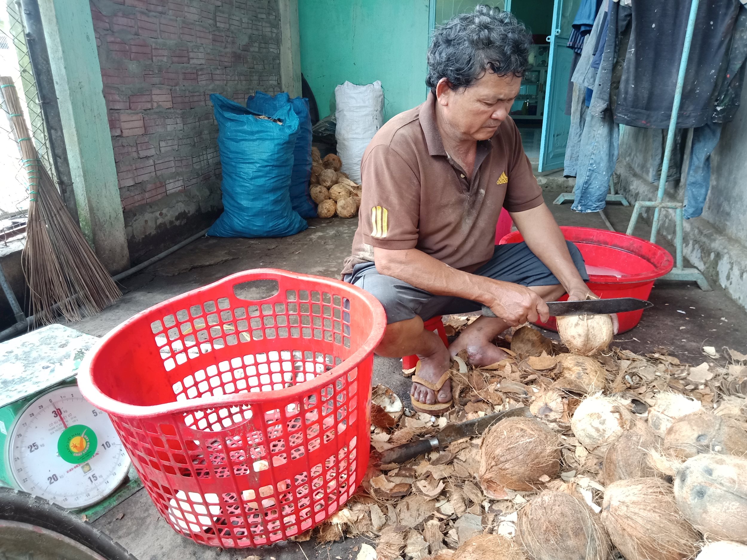 Ông Nguyễn Thanh Sơn đang chặt dừa để chuẩn bị bàn giao cho cơ sở.