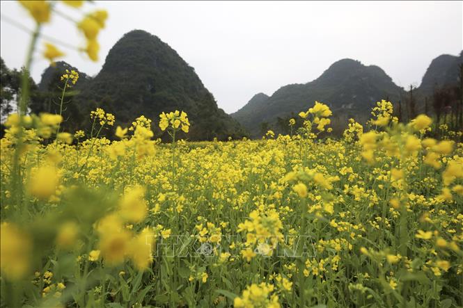 Cánh đồng hoa cải dầu tại khu tự trị dân tộc Choang Quảng Tây, Trung Quốc, ngày 4/2/2019.