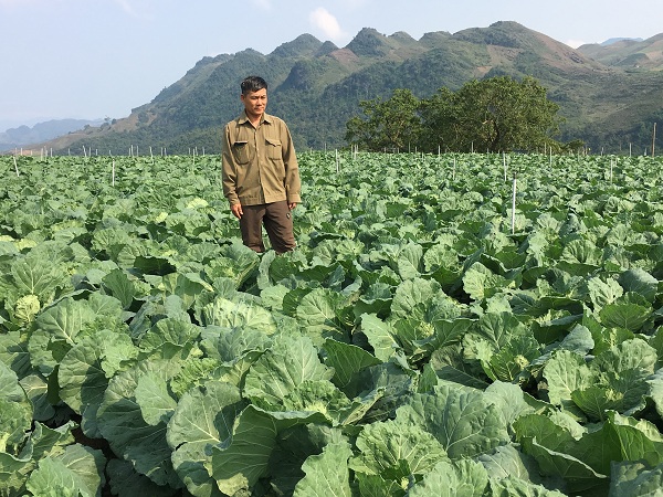 Nhờ trồng rau cải bắp theo tiêu chuẩn VietGAP, ông Dũng đã sắm được xe hơi xây nhà lầu.