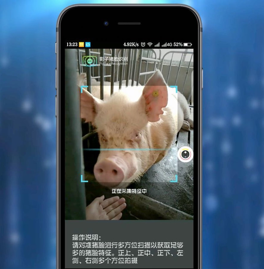 Nhận diện gương mặt lợn sẽ không có lợi nếu Trung Quốc thiếu cơ sở dữ liệu phù hợp. Ảnh: Yingzi.