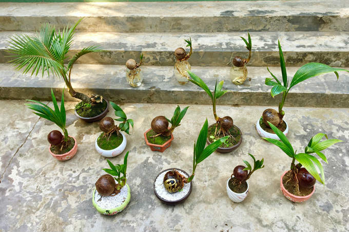 Những chậu kiểng dừa bonsai độc đáo được làm nên từ bàn tay sáng tạo của 9x Nguyễn Minh Chí. Ảnh: Mai Anh.