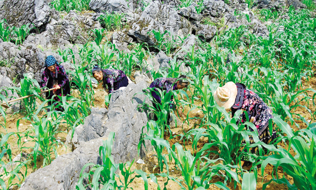 Nhiều thanh niên ở Tủa Chùa đã áp dụng các kiến thức được trang bị vào phát triển trồng trọt, chăn nuôi.