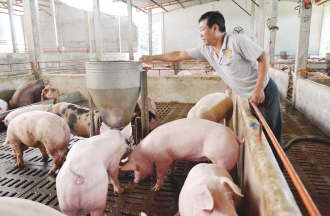 Lợn bị bệnh buộc phải tiêu hủy sẽ được tăng mức hỗ trợ.