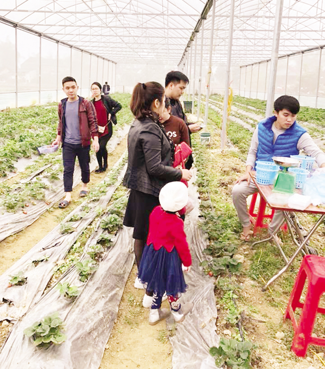 Du khách trải nghiệm và thăm quan vườn dâu tây CNC đầu tiên ở Cao Bằng.