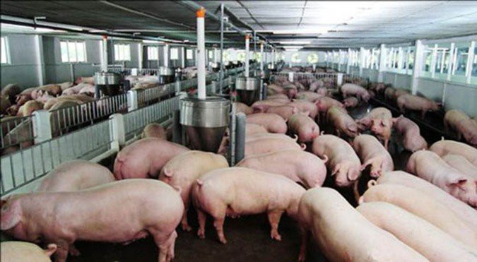 Dịch tả lợn châu Phi đang tấn công vào những trang trại chăn nuôi quy mô lớn lên tới vài ngàn con.