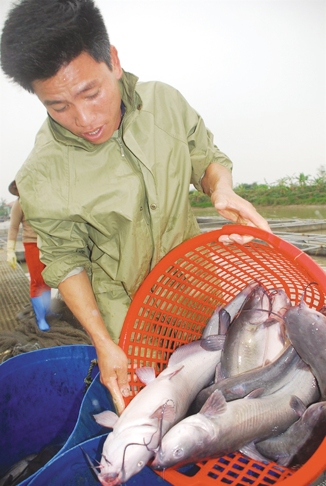 Mô hình nuôi cá nheo Mỹ của gia đình ông Đỗ Văn Nên ở xã Trung Kênh, huyện Lương Tài (Bắc Ninh) đạt hiệu quả kinh tế cao gấp 3-4 lần nuôi các giống cá truyền thống. Nguyễn Tuấn