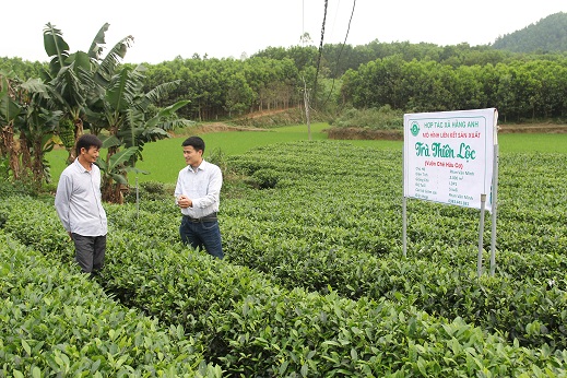 Các hộ thành viên tham gia liên kết với cơ sở Thiên Lộc được hỗ trợ về kỹ thuật chăm sóc chè