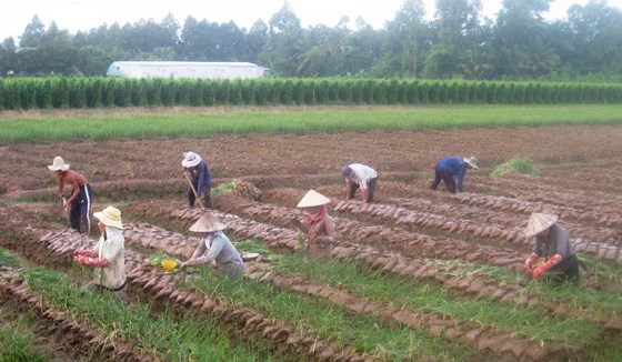 Nông dân tỉnh Vĩnh Long chuyển đổi đất lúa sang trồng rau màu, cho hiệu quả kinh tế cao.