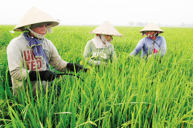 Thường xuyên thăm đồng, theo dõi sự sinh trưởng phát triển của cây lúa.