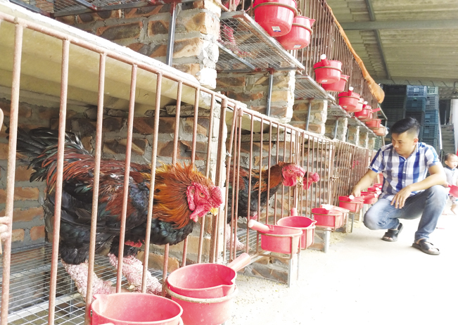 Anh Vương đổ cám chăm sóc đàn gà tiến vua tại trang trại của gia đình.