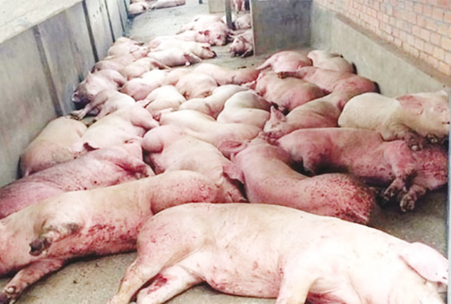 Bệnh dịch tả lợn châu Phi không có khái niệm chữa trị, chỉ có thể tiêu hủy lợn bệnh.
