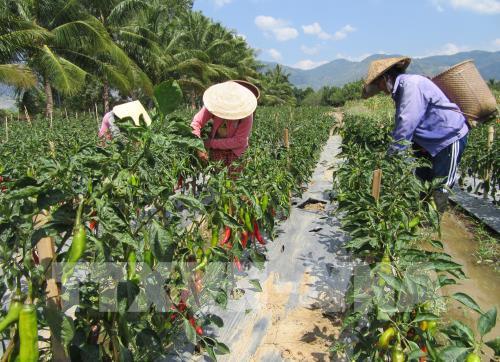 Người dân thôn Tầm Ngân 2 thu hoạch ớt. Ảnh: Nguyễn Thành – TTXVN