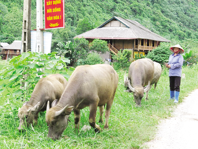 Từ nguồn vốn Quỹ HTND, nhiều nông dân Nghệ An đã đầu tư phát triển đàn gia súc.