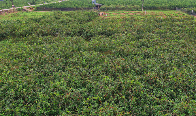 Vườn dâu nằm cạnh sông Đáy, nơi có lượng phù sa giàu dinh dưỡng. Với khoảng 15 ha trồng dâu (5-10 tuổi), dự kiến năm nay người dân địa phương thu hái được 250 tấn, gấp đôi so với năm 2018.