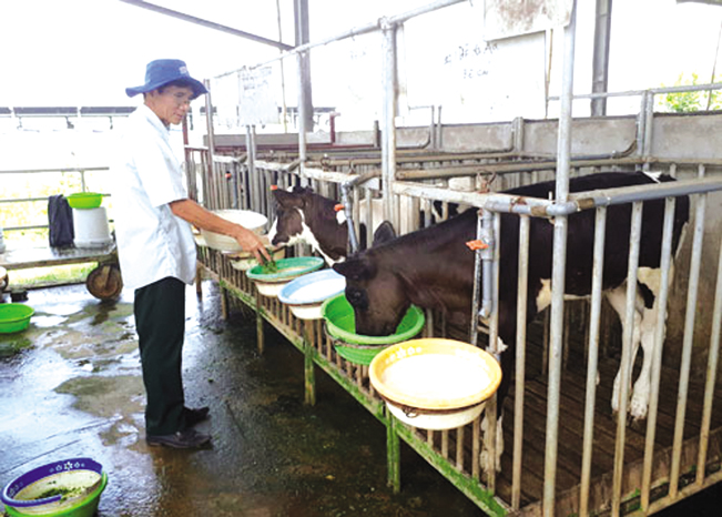 Ông Nguyễn Văn Can ở thôn Hoàn Dương, xã Mộc Bắc, huyện Duy Tiên chăm sóc đàn bò sữa. Thanh Xuân