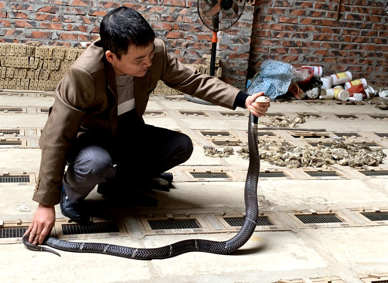 Nhờ thuần hóa được con rắn độc để nuôi bán thịt mà có gia đình đổi đời, có cuộc sống sung túc hơn.