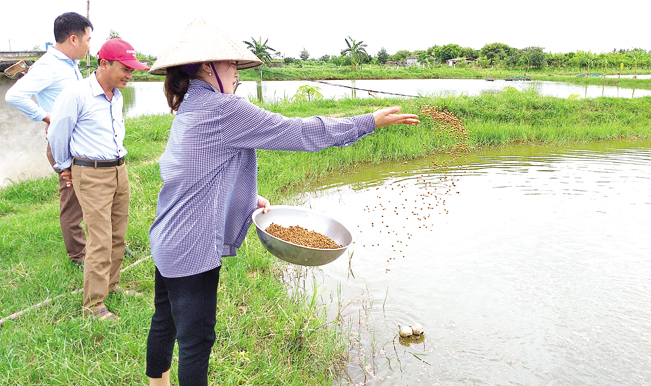 Nguyễn Thị Thủy cho tôm ăn.