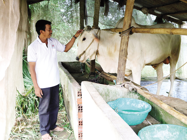 Nhiều nông dân ở huyện Chợ Mới đã đầu tư nuôi bò hiệu quả. Đình Đức