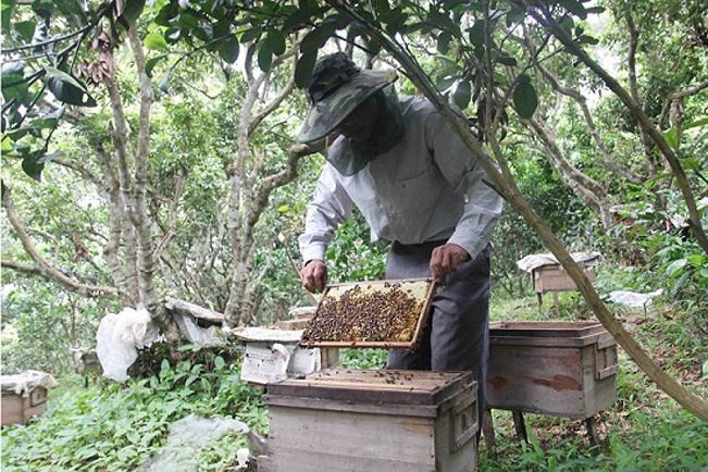 Một người dân ở thôn Nà Pất kiểm tra đàn ong trước khi quay mật.