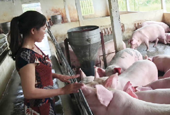 Chăn nuôi an toàn sinh học là giải pháp tối ưu phòng chống dịch tả lợn châu Phi.