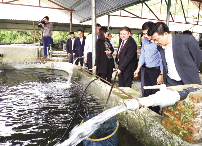 Khách trải nghiệm việc thu hoạch cá tại trại cá nước lạnh của ông Quang.