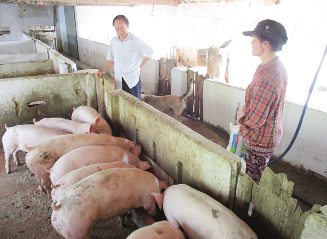 Nhờ chăn nuôi mà mỗi năm trang trại của lão nông U70 Nguyễn Đức Sơn ở tại thôn Kỳ Lam, xã Điện Thọ, thị xã Điện Bàn, tỉnh Quảng Nam thu hàng tỷ đồng.