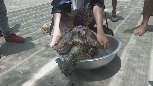 Xác rùa không có hai chi trước.