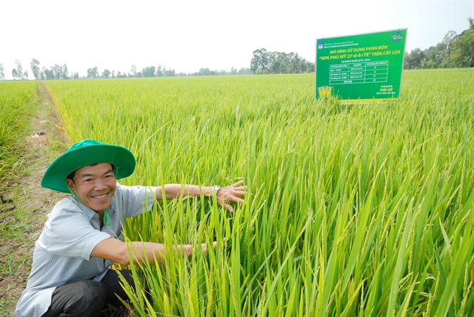 Đẩy mạnh liên kết sản xuất lúa chất lượng cao