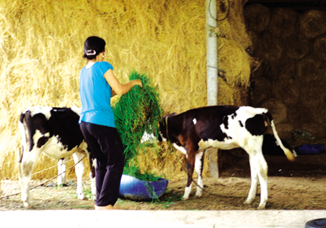 Nông dân chăn nuôi bò sữa ở huyện Củ Chi, TP.HCM. T.T