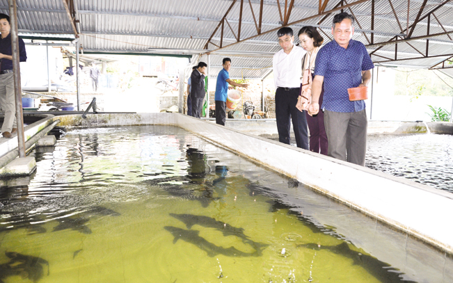 Ông Quang chăm sóc cá tại trang trại của gia đình.