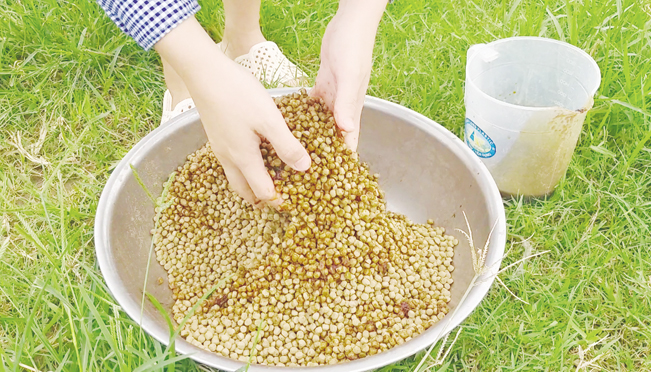 Nguyễn Thị Thủy trộn đều EM tỏi vào thức ăn cho tôm.