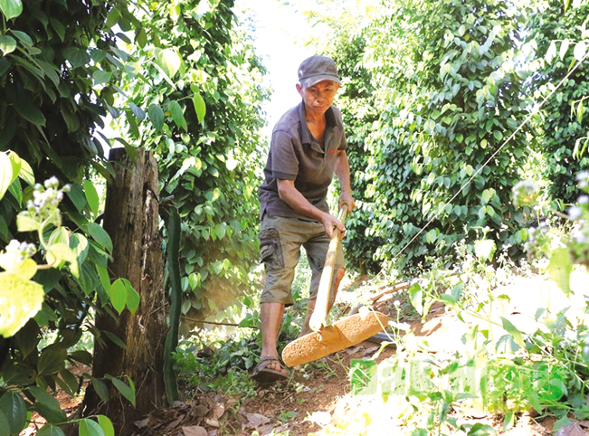 Người dân Thuận Hạnh chăm sóc tiêu.