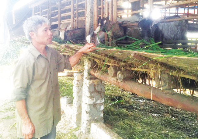 Anh Nông Văn Chiền đã có kinh nghiệm nuôi dê gần 5 năm, theo anh đây là mô hình chăn nuôi đơn giản, ít vốn nhưng hiệu quả ổn định.